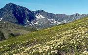 Alpine meadows.