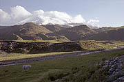 White horse on the first ground, snow-covered Elbrus on the back