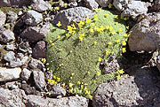 Moss on a stone at the foot of Mt Elbrus