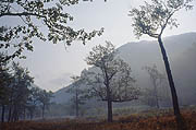 Early morning near the Timonovskie Springs