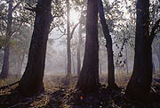 Sunrise in Kamchatkan forest