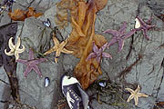 Different "gifts" on the beach in Petropavlovsk