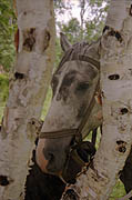 Horse-back riding in Kamchatka wilderness