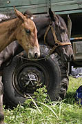 Off-road truck & horses in Kamchatka