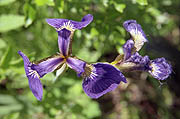 Wild flowers in Kamchatka